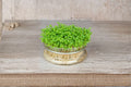 Cress – Curled / Pepper Cress / Garden Cress 800 Seeds | Fast-Growing Greens | Spicy Peppery Flavor | Perfect for Microgreens