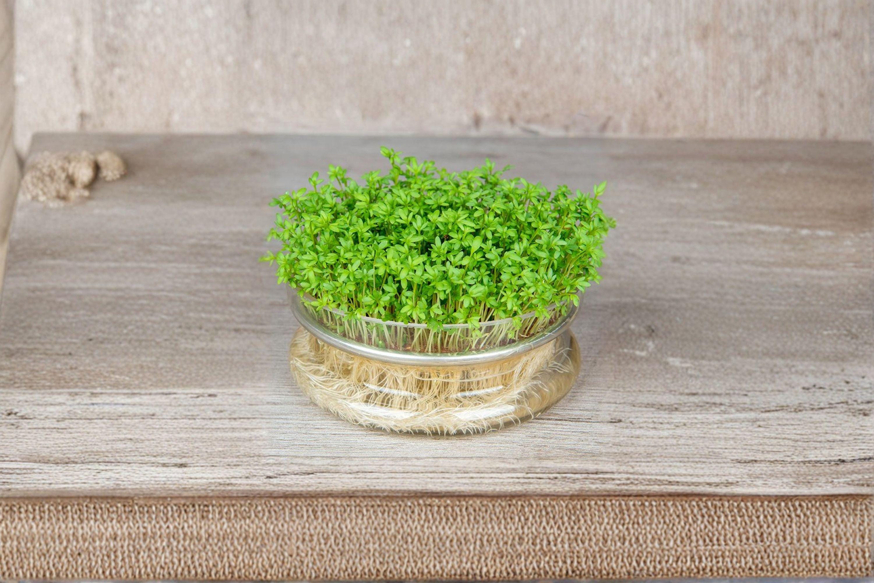 Cress – Curled / Pepper Cress / Garden Cress 800 Seeds | Fast-Growing Greens | Spicy Peppery Flavor | Perfect for Microgreens