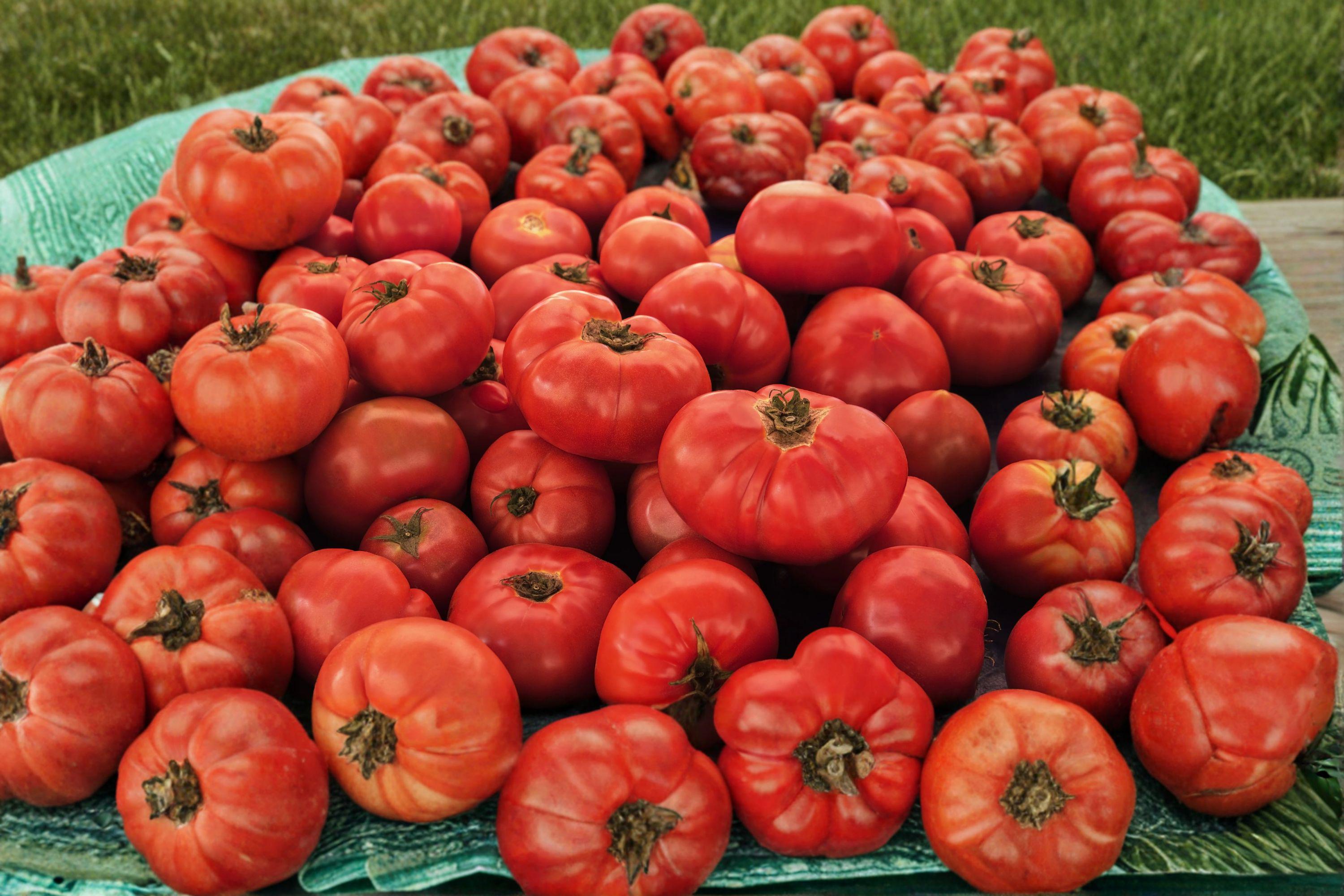 Tomato – VR Moscow 30 Seeds | Early Tomato | Cold Tolerant | Reliable Short-Season Variety