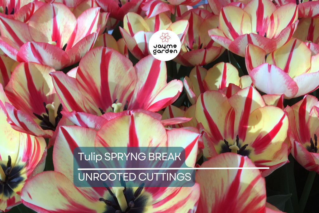 Tulip Spryng Break Bulbs - 5 Cream & Red Double Peony Tulips, Color-Changing Ruffled Blooms, Perfect for Containers, USDA Zones 3-8