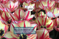 Tulip Spryng Break Bulbs - 5 Cream & Red Double Peony Tulips, Color-Changing Ruffled Blooms, Perfect for Containers, USDA Zones 3-8