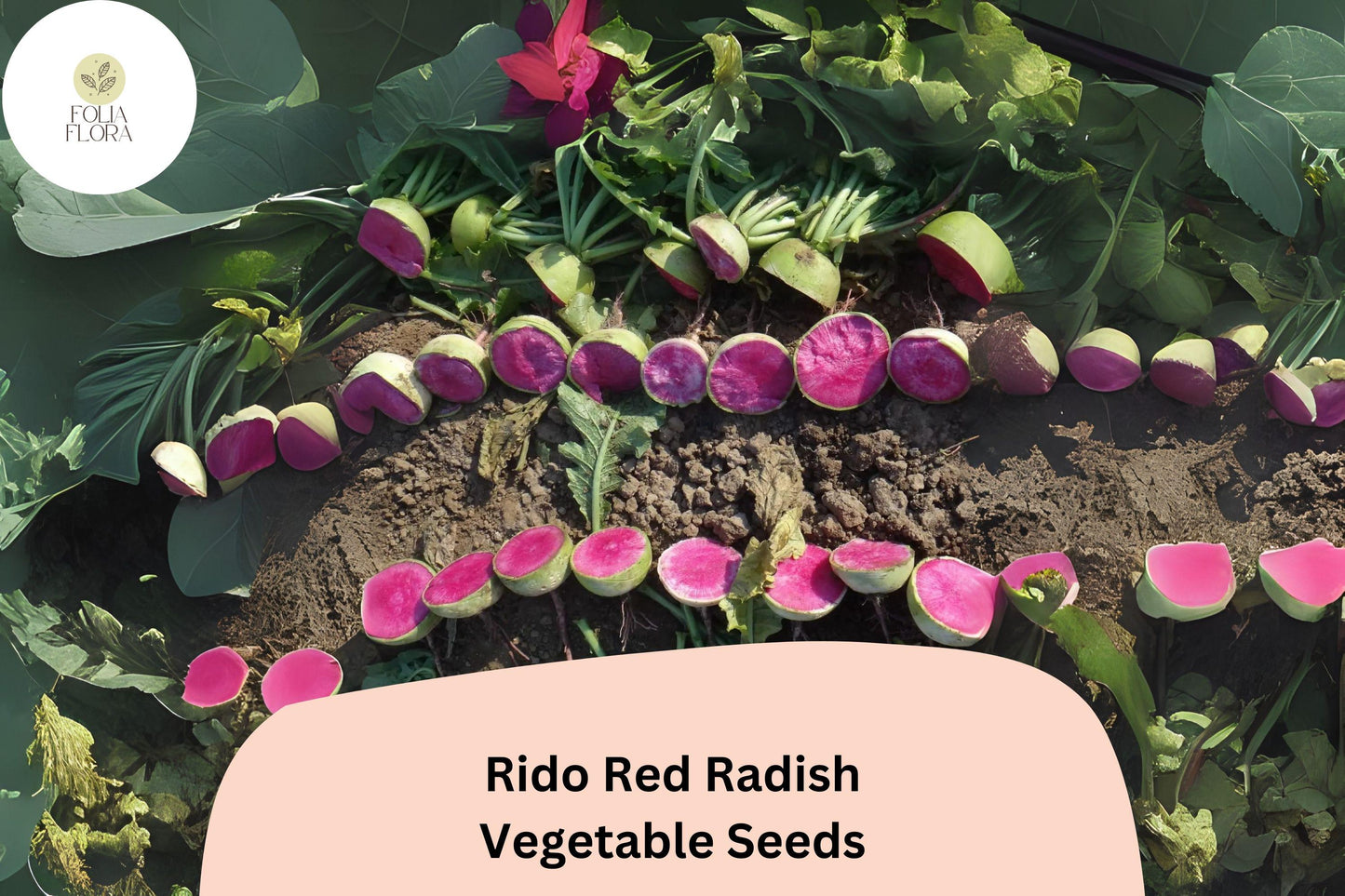 500+ Rido Red Radish Seeds – Heirloom Round Red Radish for Garden Planting