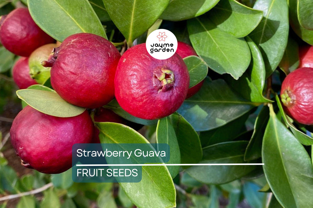 20 Strawberry Guava Seeds (Psidium cattleianum) - Exotic Edible Fruit Tree, Hardy in Zones 9-11