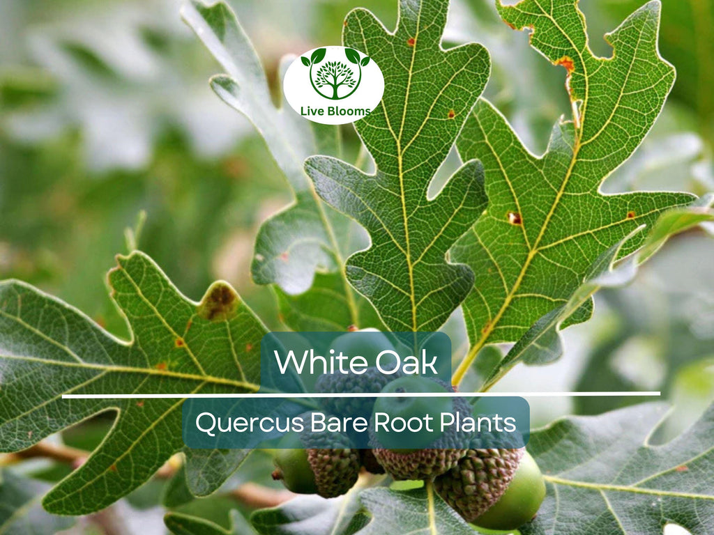 5 White Oak Tree Seedlings – Live Bare Root Saplings (6–12") – Quercus alba – Native Shade Tree Grown from Acorn