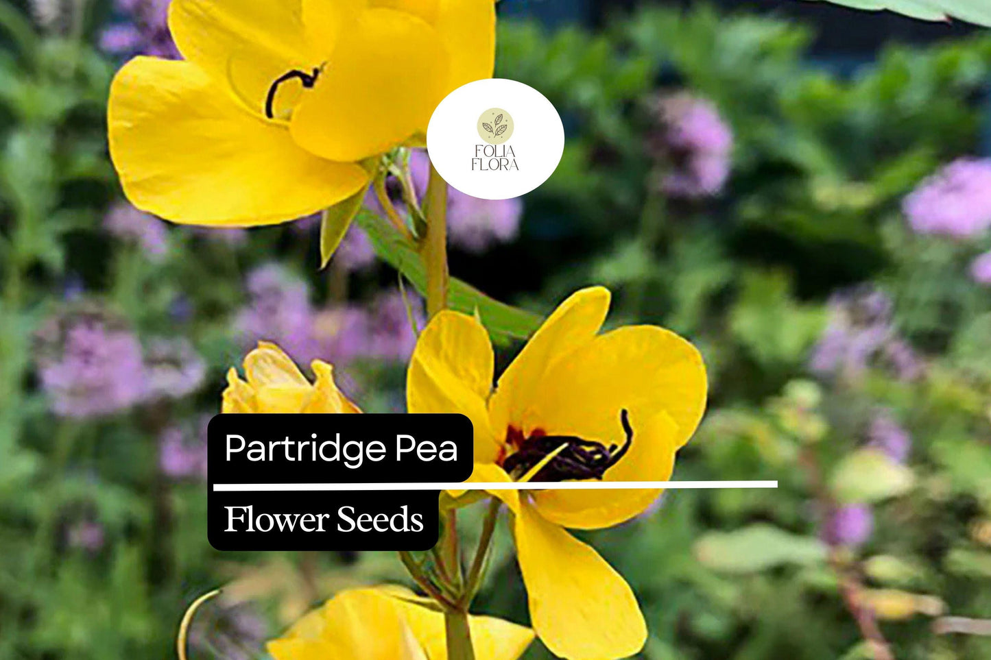 Partridge Pea Seeds (Chamaecrista fasciculata) | 25 Seeds | Bright Yellow Wildflowers | Pollinator-Friendly | Native Plant for Gardens