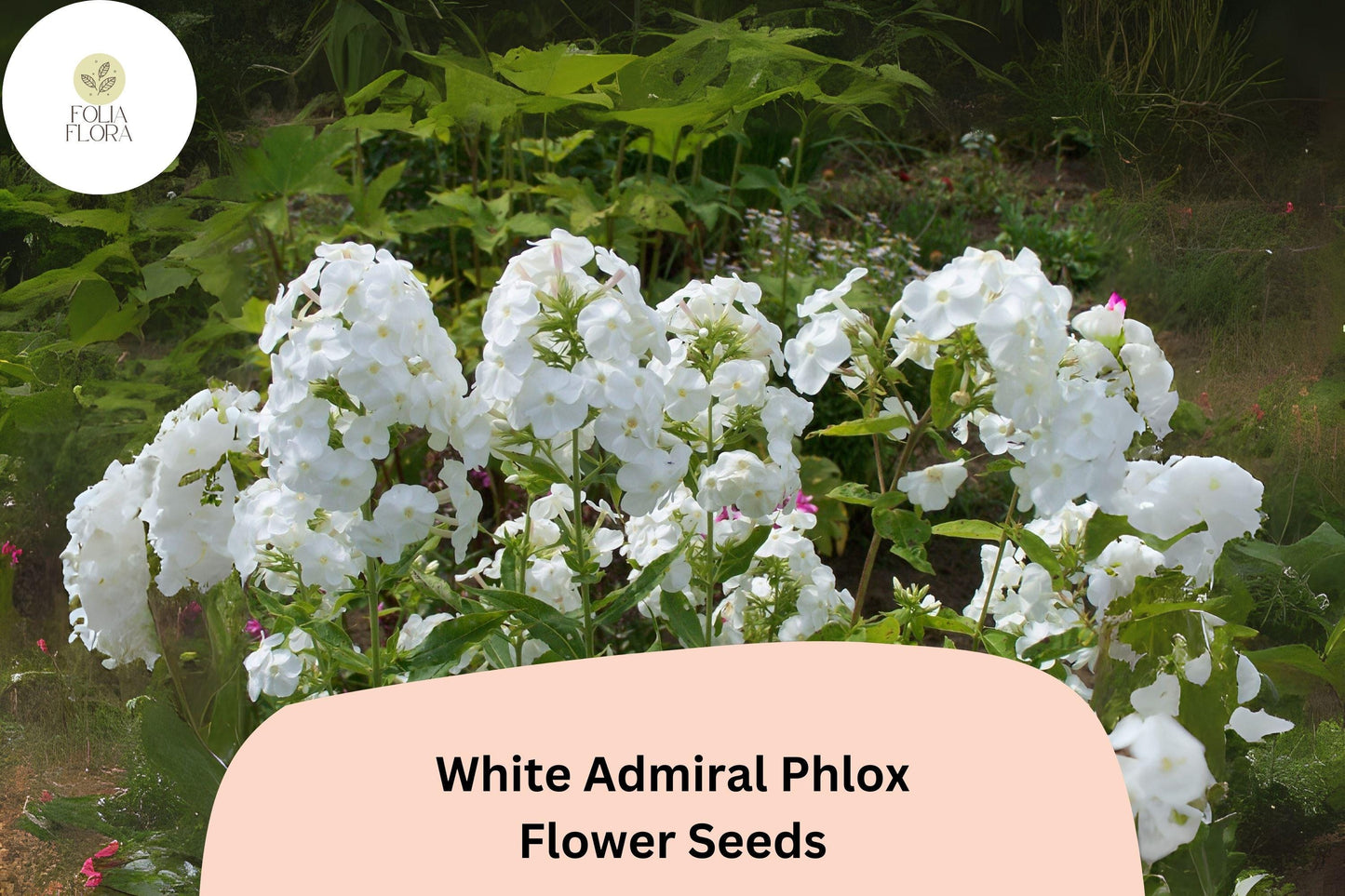100+ White Admiral Phlox Seeds – Elegant White Flower Seeds for Planting, Phlox drummondii