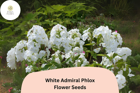 100+ White Admiral Phlox Seeds – Elegant White Flower Seeds for Planting, Phlox drummondii