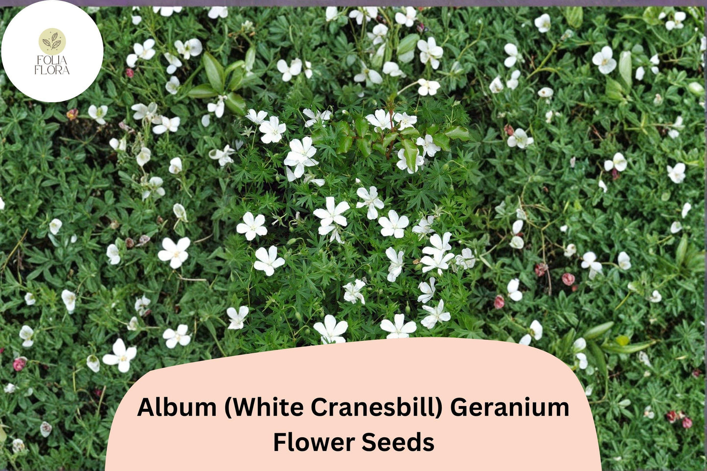 25+ Album White Cranesbill Geranium Seeds | Hardy White Perennial | Geranium sanguineum Seeds for Garden Borders