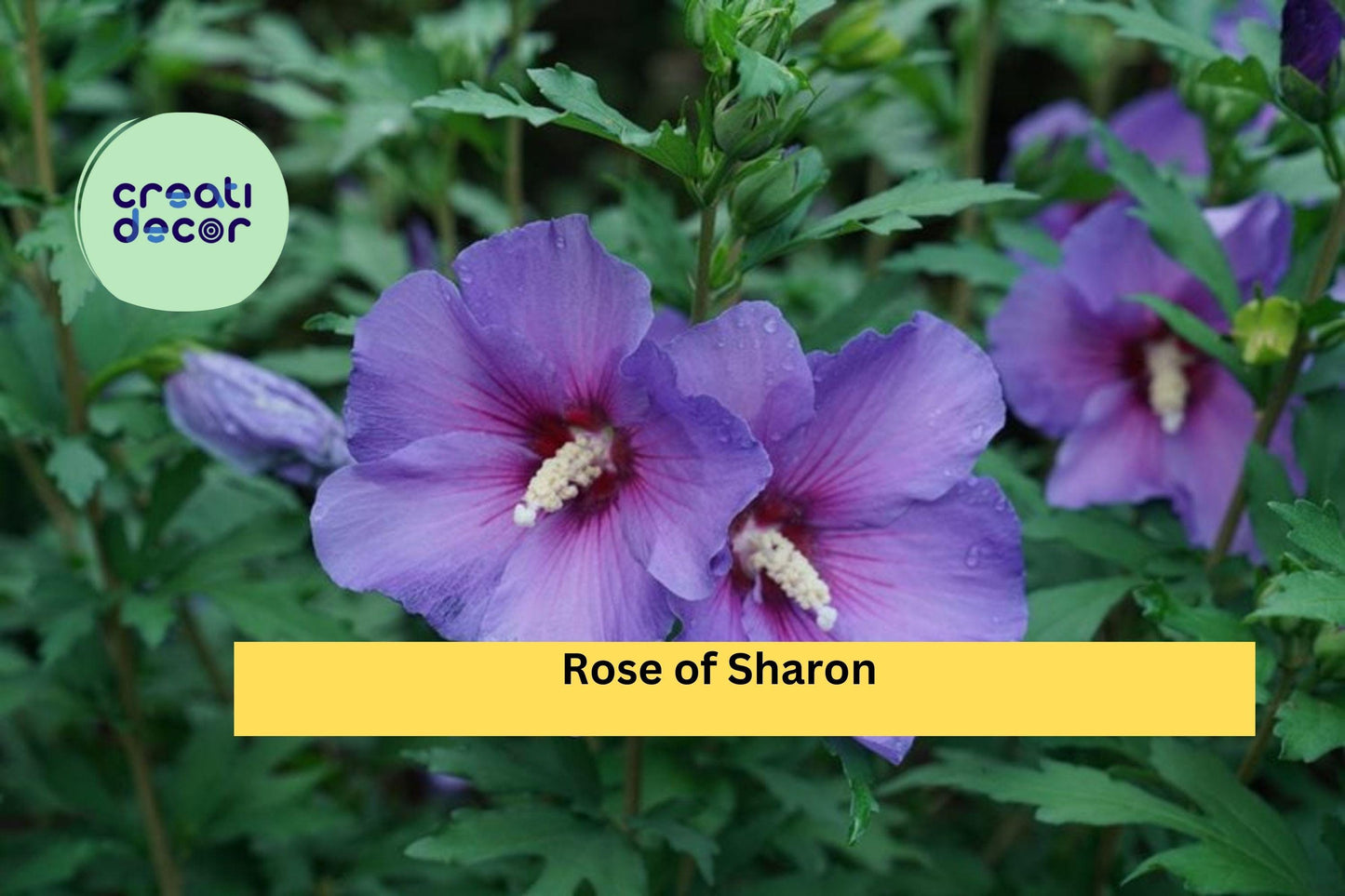 2 Live Bare Root Plants 10–18 Inches , Rose of Sharon – Hibiscus syriacus, Hardy Flowering Shrub with Summer Blooms for Garden & Landscape