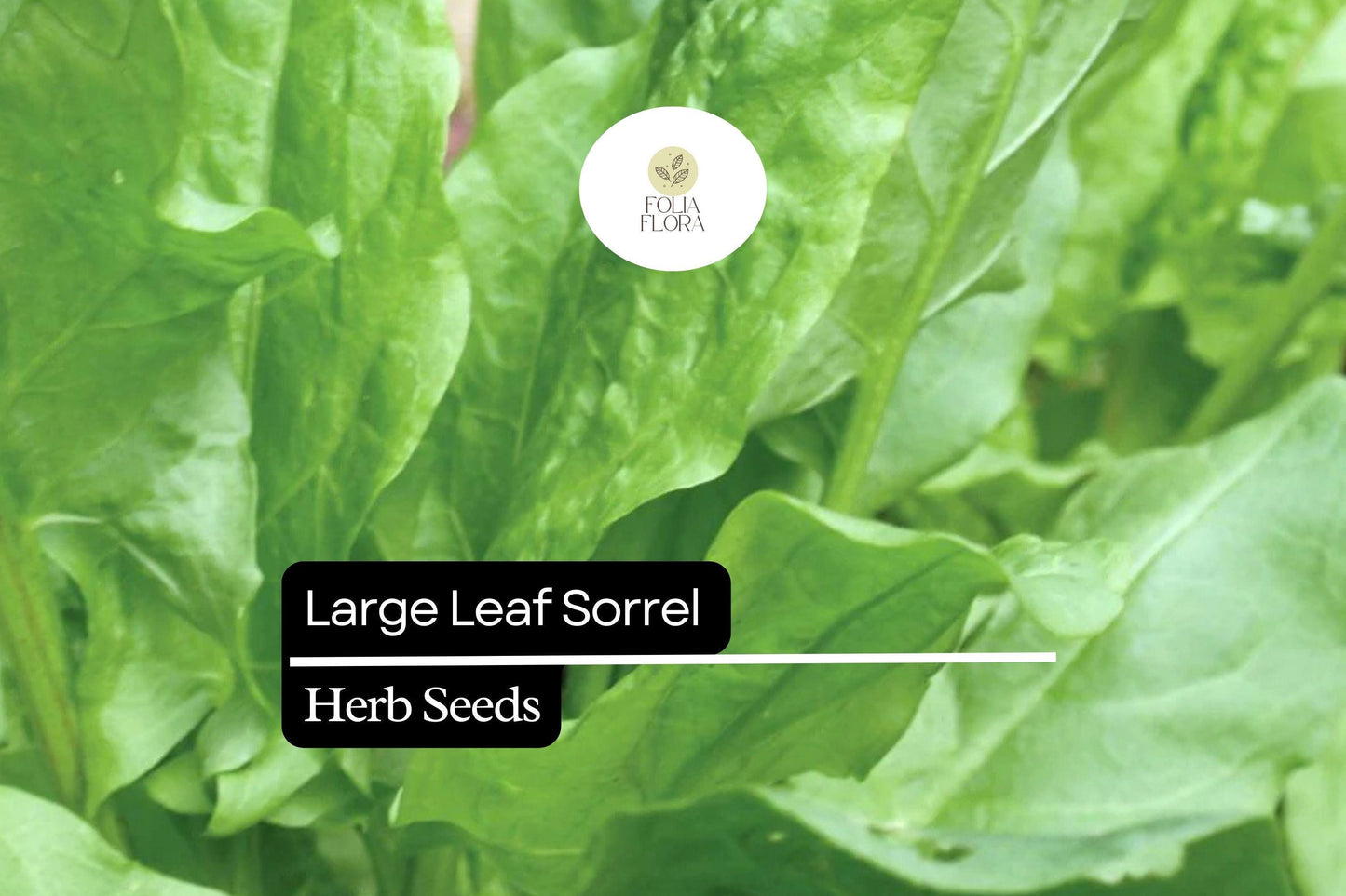 400 Seeds Large Leaf Sorrel (Rumex acetosa) – Healthy Perennial Herb for Fresh Greens