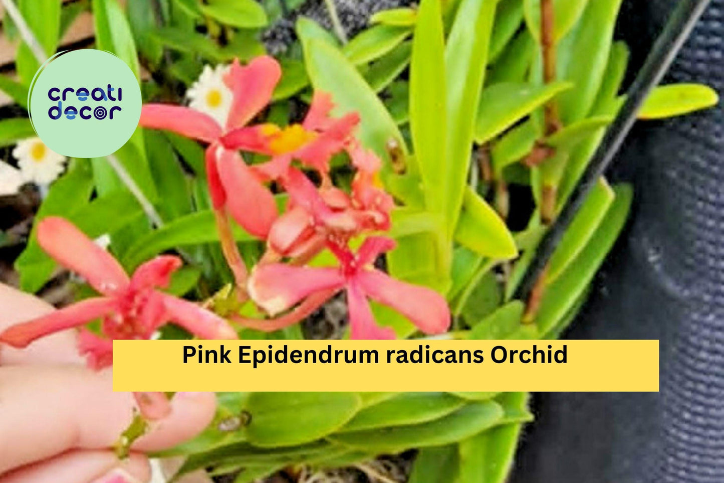 Epidendrum radicans Pink – Rooted Orchid Cutting – Sun-Loving Reed-Stem Orchid for Garden, Patio, or Indoor Display