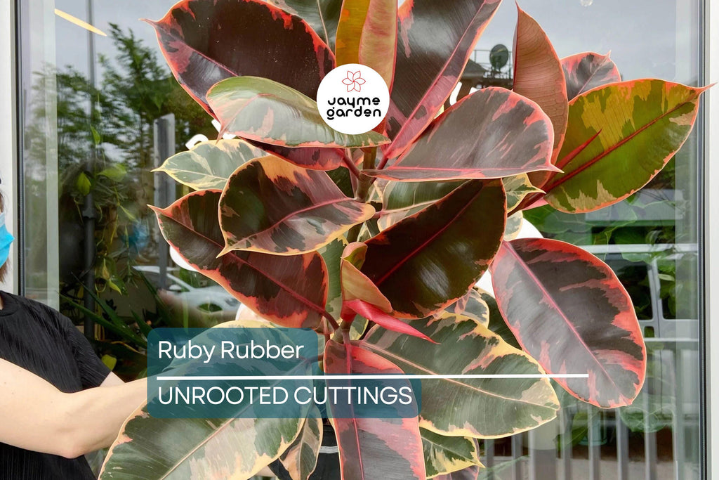 Ruby Rubber Plant Ficus elastica 'Ruby' - 3 Fresh Cuttings, 12" Long Starter Plant
