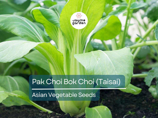 500mg Pak Choi Bok Choi Taisai Seeds - Heirloom Non-GMO Asian Greens - Fast-Growing for Stir-Fries, Soups, Salads & Gardening