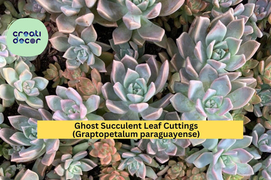 20 Ghost Succulent Leaf Cuttings – Graptopetalum paraguayense – Easy Rooting Leaves for Propagation or DIY Planters