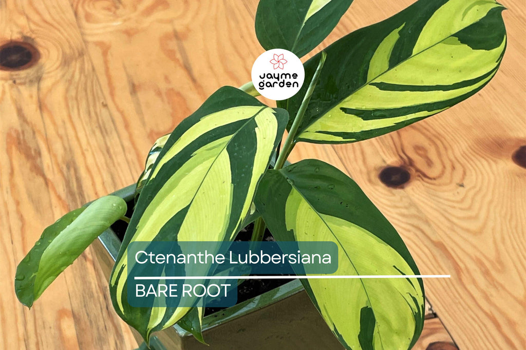 Ctenanthe Lubbersiana ‘Never Never Plant’ – 1 Live Variegated Prayer Plant (1-2’ Tall)