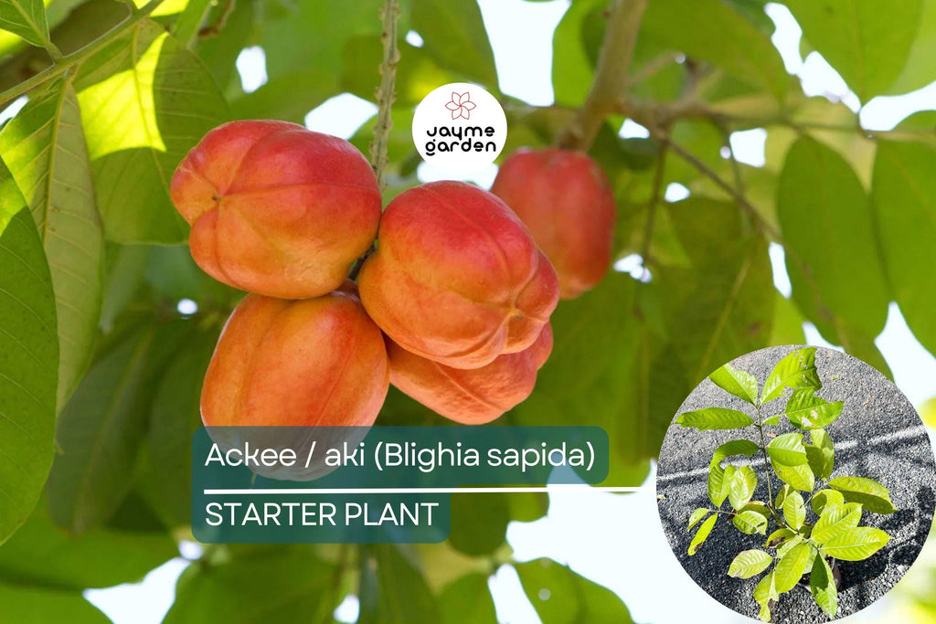 Ackee Starter Plant (Blighia sapida) Live Tropical Fruit Tree 12”-24” | Caribbean Culinary Treasure | Grow Your Own Exotic Tree