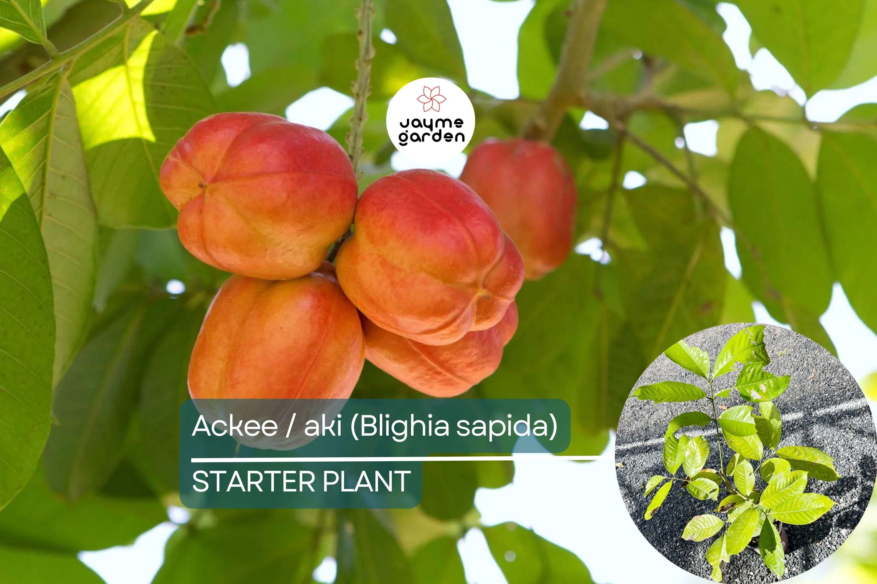 Ackee Starter Plant (Blighia sapida) Live Tropical Fruit Tree 12”-24” | Caribbean Culinary Treasure | Grow Your Own Exotic Tree