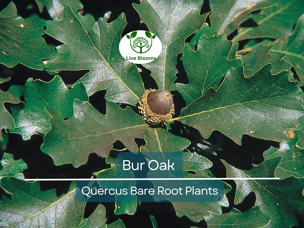 1 Bur Oak Tree – Live Bare Root Plant – Quercus macrocarpa – Hardy Native Shade Tree with Huge Acorns – Zone 3–8