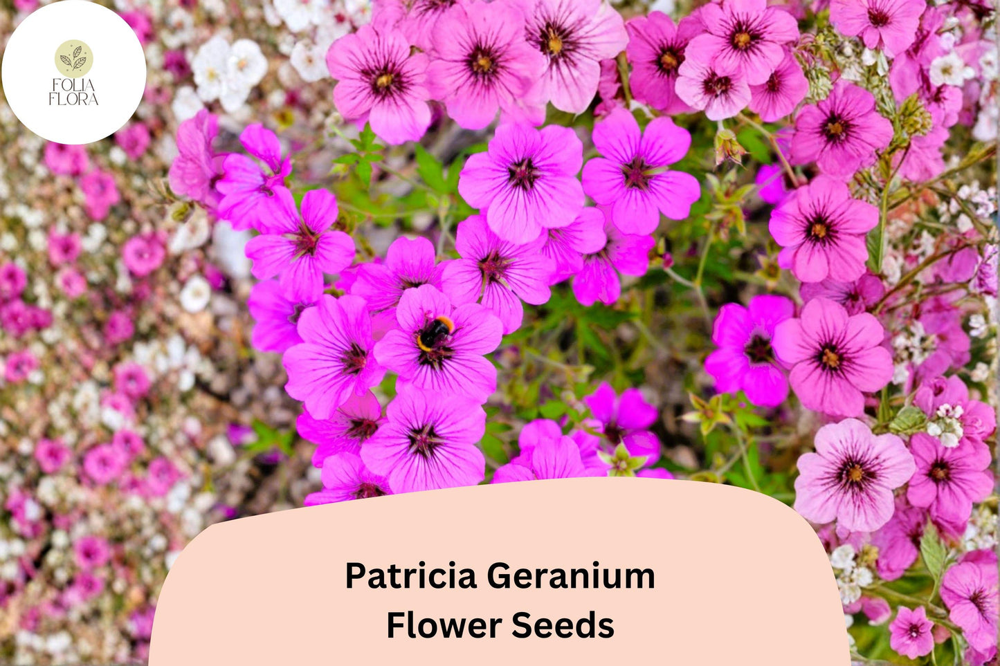 25+ Patricia Geranium Seeds | Hardy Perennial | Magenta-Purple Flowers for Garden Borders & Pollinator Gardens
