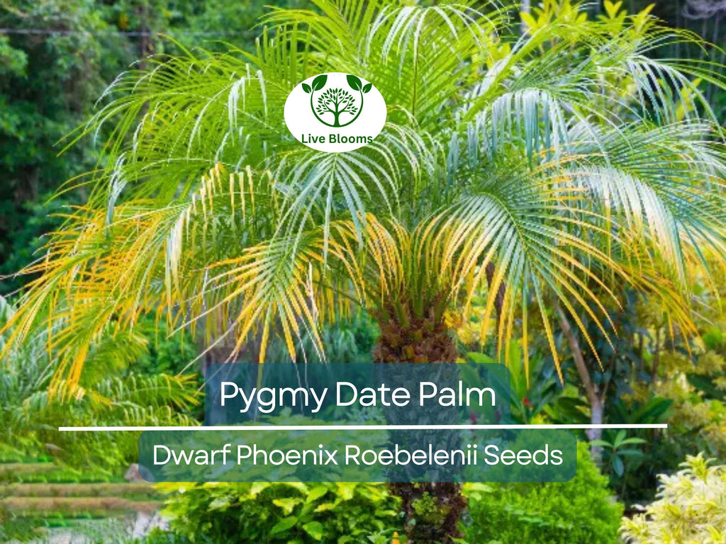 15 Pygmy Date Palm Seeds (Dwarf Phoenix Roebelenii), Indoor Houseplant, Tropical, Easy to Grow, Dwarf Palm Tree, Roebelenii Seeds, Indoor