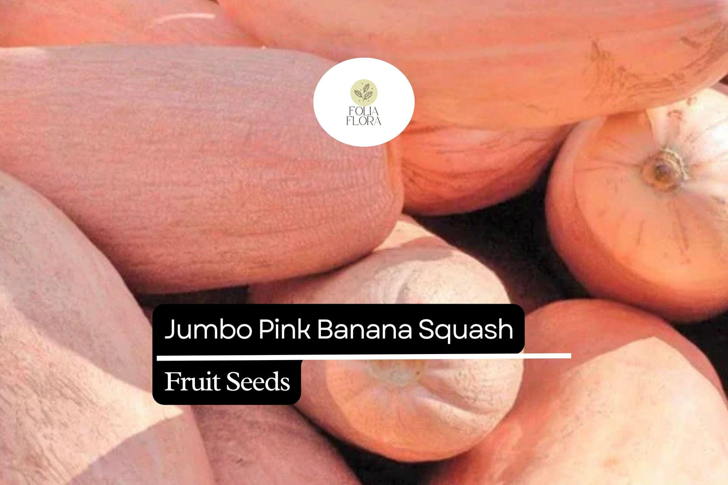10 Seeds Jumbo Pink Banana Squash (Cucurbita maxima) – Heirloom Variety, Sweet & Versatile