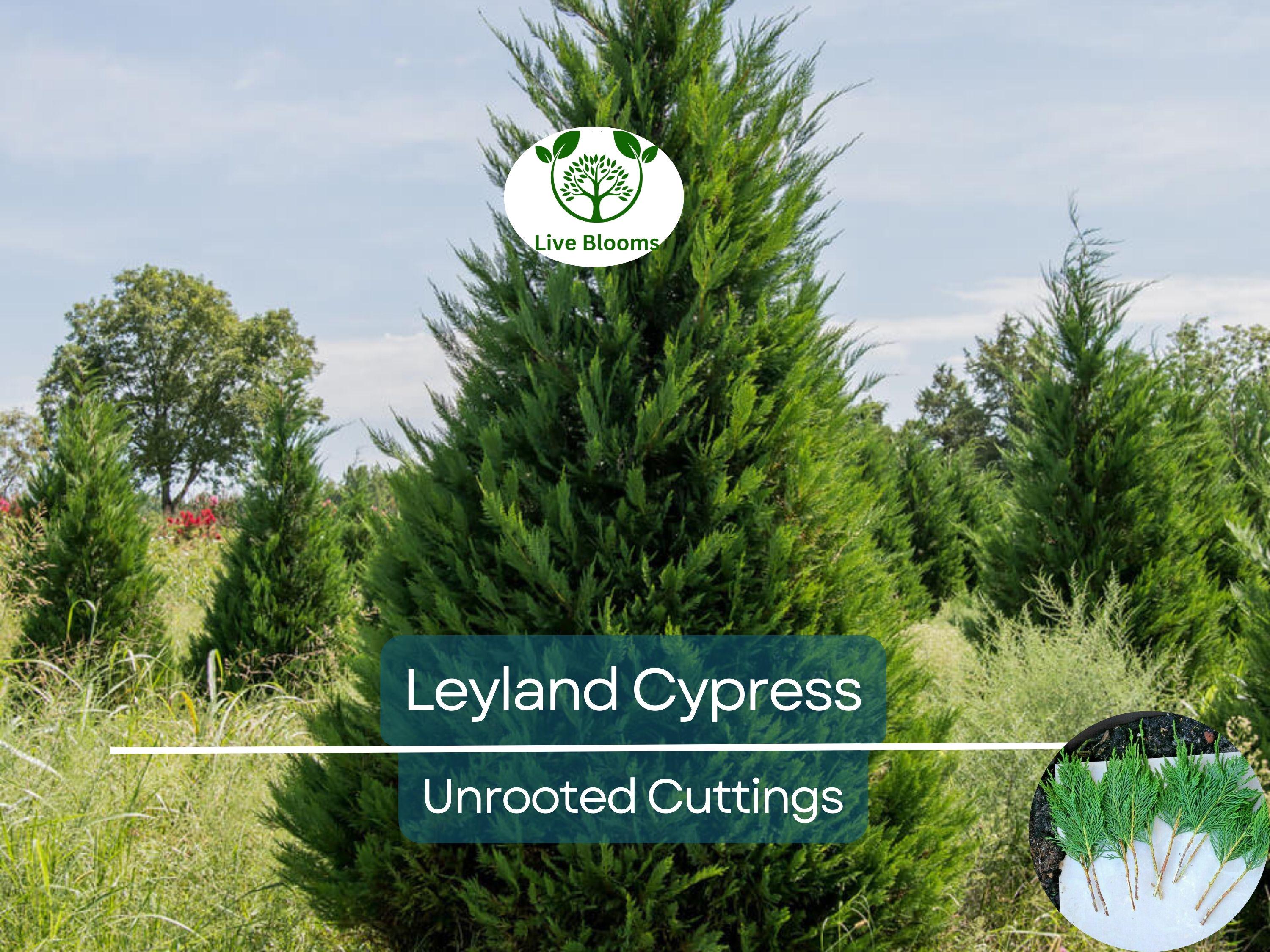 35 Fresh SC Leyland Cypress (x Cupressocyparis leylandii) 6-8" Unrooted Cuttings for Privacy Screen, Fast-Growing Evergreen
