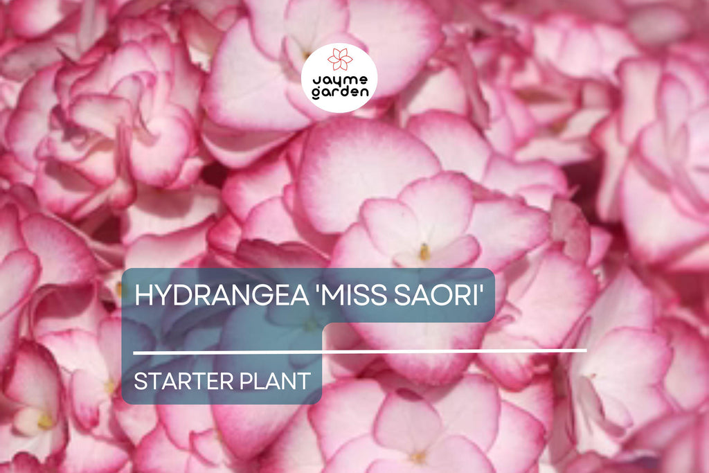 Hydrangea 'Miss Saori' | Live Starter Plant | Double-Petaled Flowers | Deciduous Shrub | Zones 5-9 | Dormant/ Cutback Plant