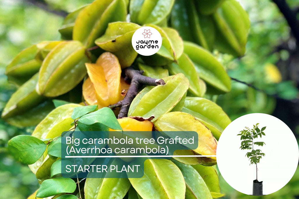 Big Carambola Grafted Tree - Live Averrhoa carambola 2′-3′ Tall | Tropical Starfruit Tree | Sweet-Tart Fruit & Decorative Appeal