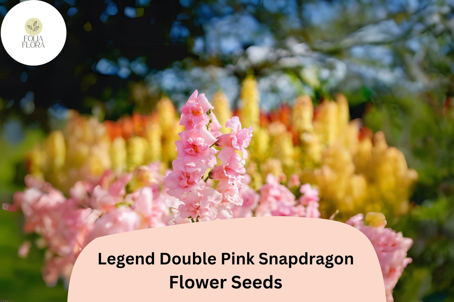 Antirrhinum majus Legend Double Pink Snapdragon Seeds – 1000+ Lush Double Blooms for Garden & Bouquets