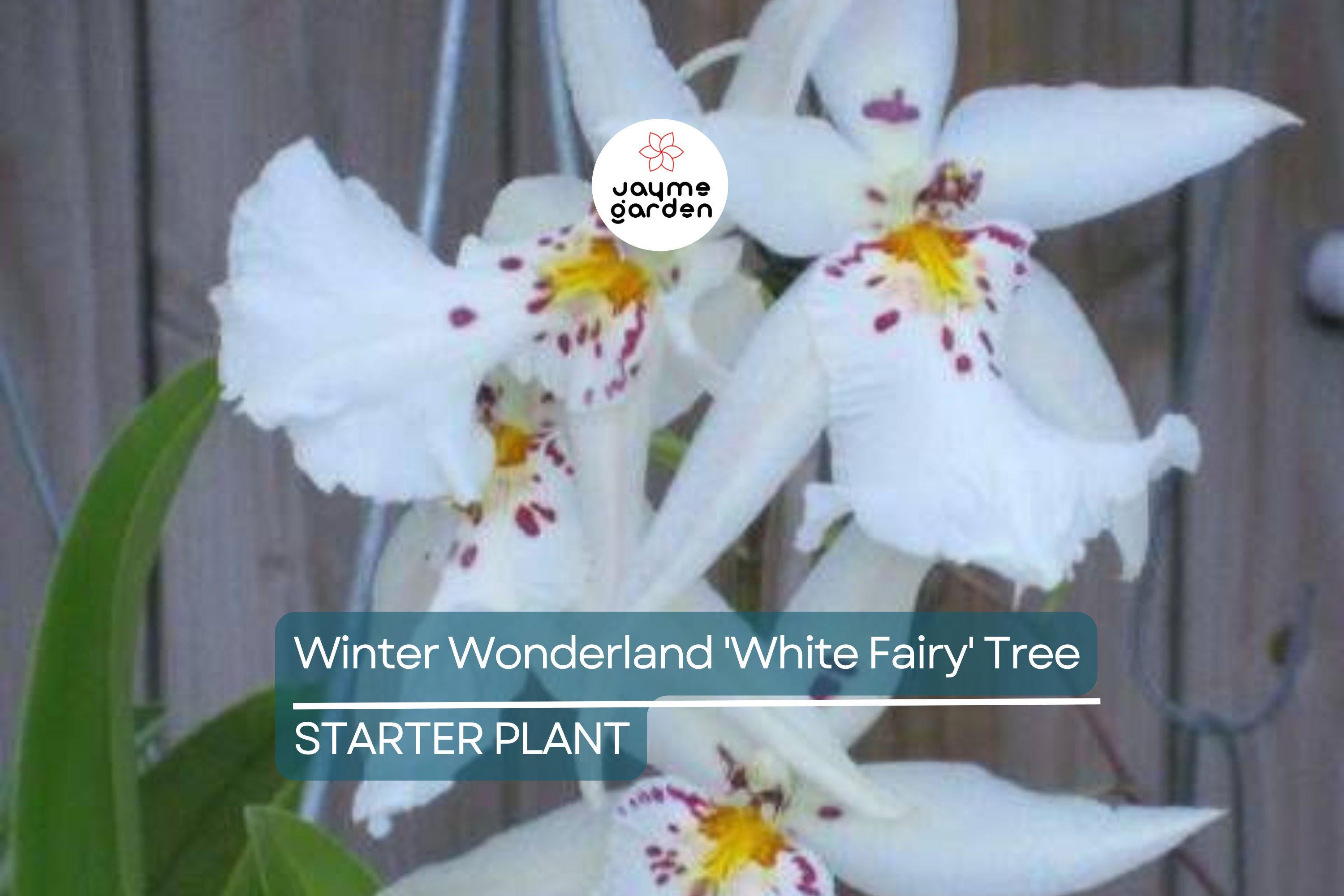 Winter Wonderland 'White Fairy' Orchid Dendrobium, Fragrant, 4–6" Bare Root Seedling