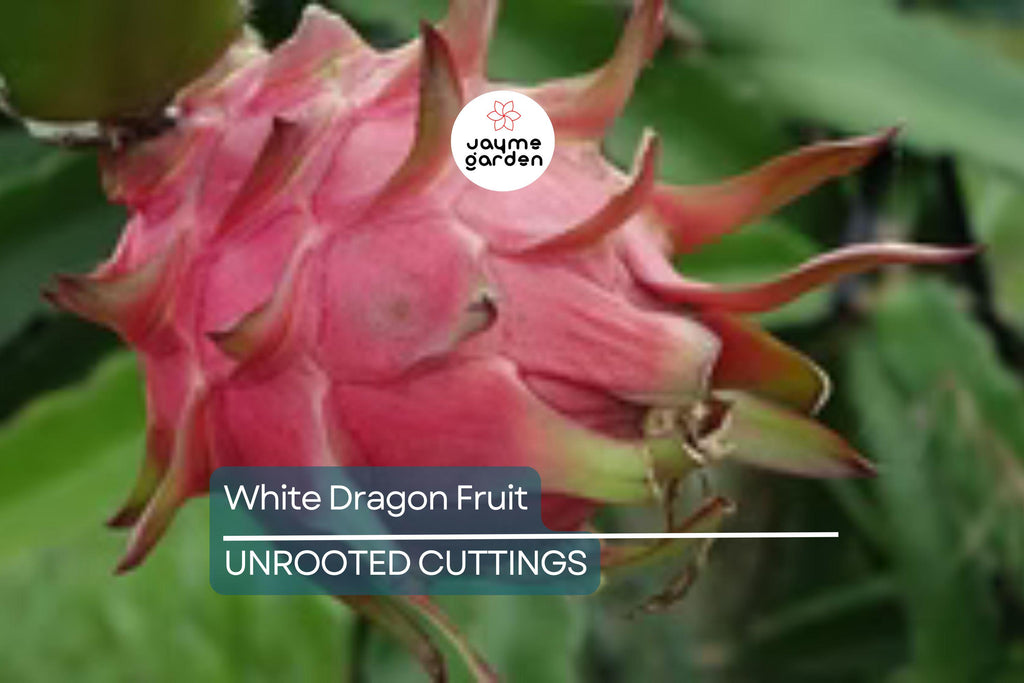 White Dragon Fruit Pepino Dulce 2 Cuttings 9-14" Sweet White, Spiral Segments, Healthy, Fresh Fruit for Smoothies & Snacks