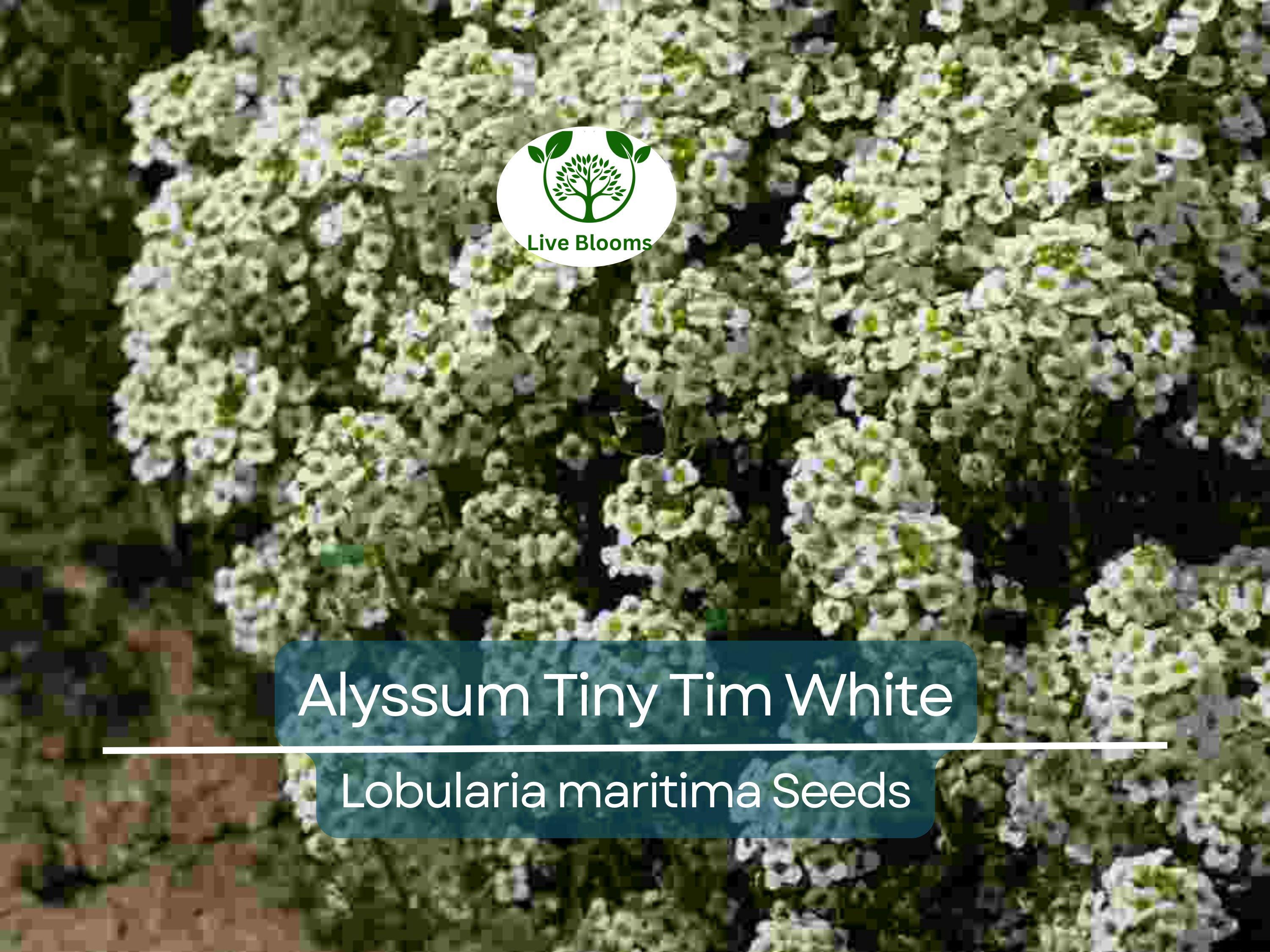 500 Seeds Alyssum Tiny Tim White Groundcover, Non-GMO, Fragrant Flowers, Bee-Friendly, Low Maintenance, Beautiful 3" White Blooms