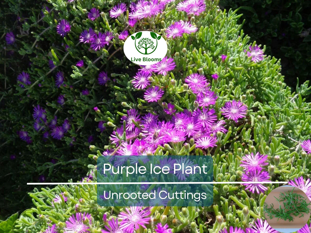 12 Creeping Ice Plant Purple/Pink 4-7" Unrooted Cuttings, Ground Cover Succulent, Rare Delosperma, Easy to Grow, Vibrant Succulent Plants