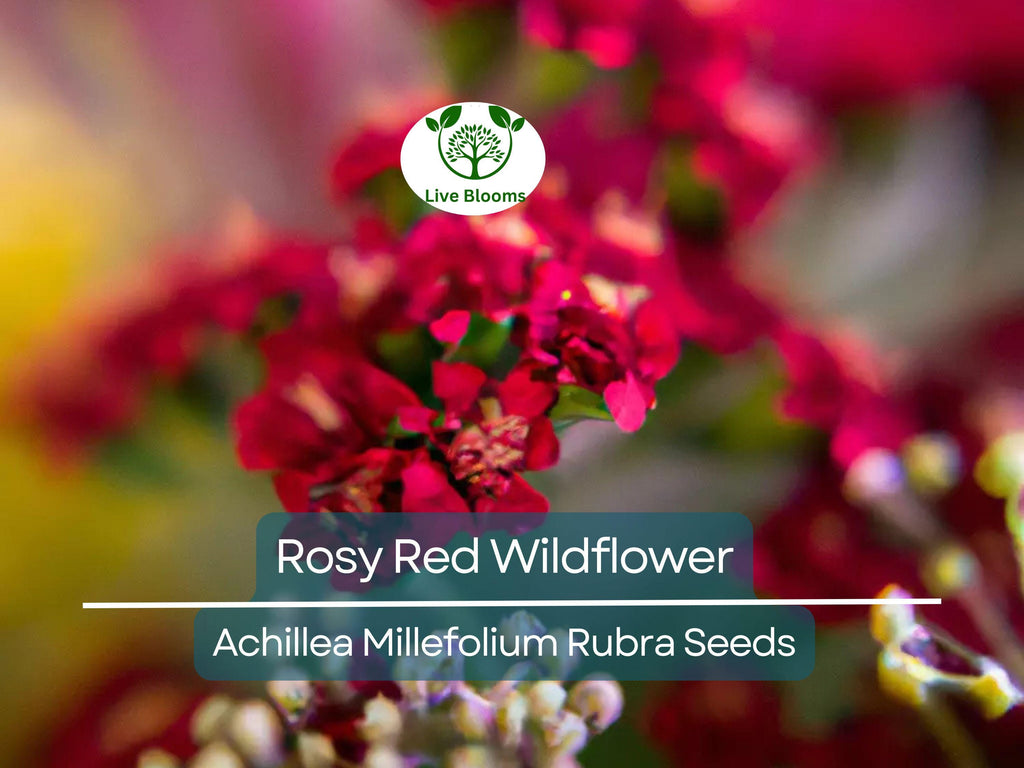 1,000 Perennial 'Rosy Red' Wildflower Seeds | Achillea Millefolium Rubra, Red Yarrow, Easy to Grow, Pollinator-Friendly
