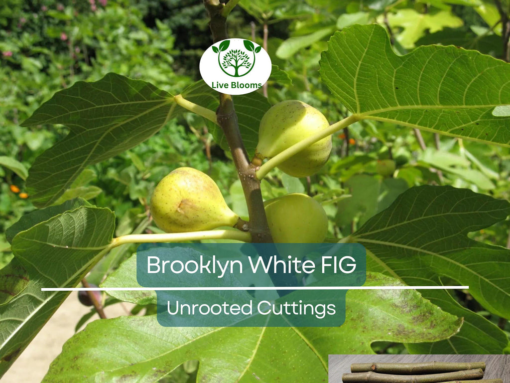 2 Brooklyn White Fig Unrooted Cuttings + Willow Water for Rooting, Fresh Figs, Fig Tree Propagation, Grow Brooklyn White Figs at Home