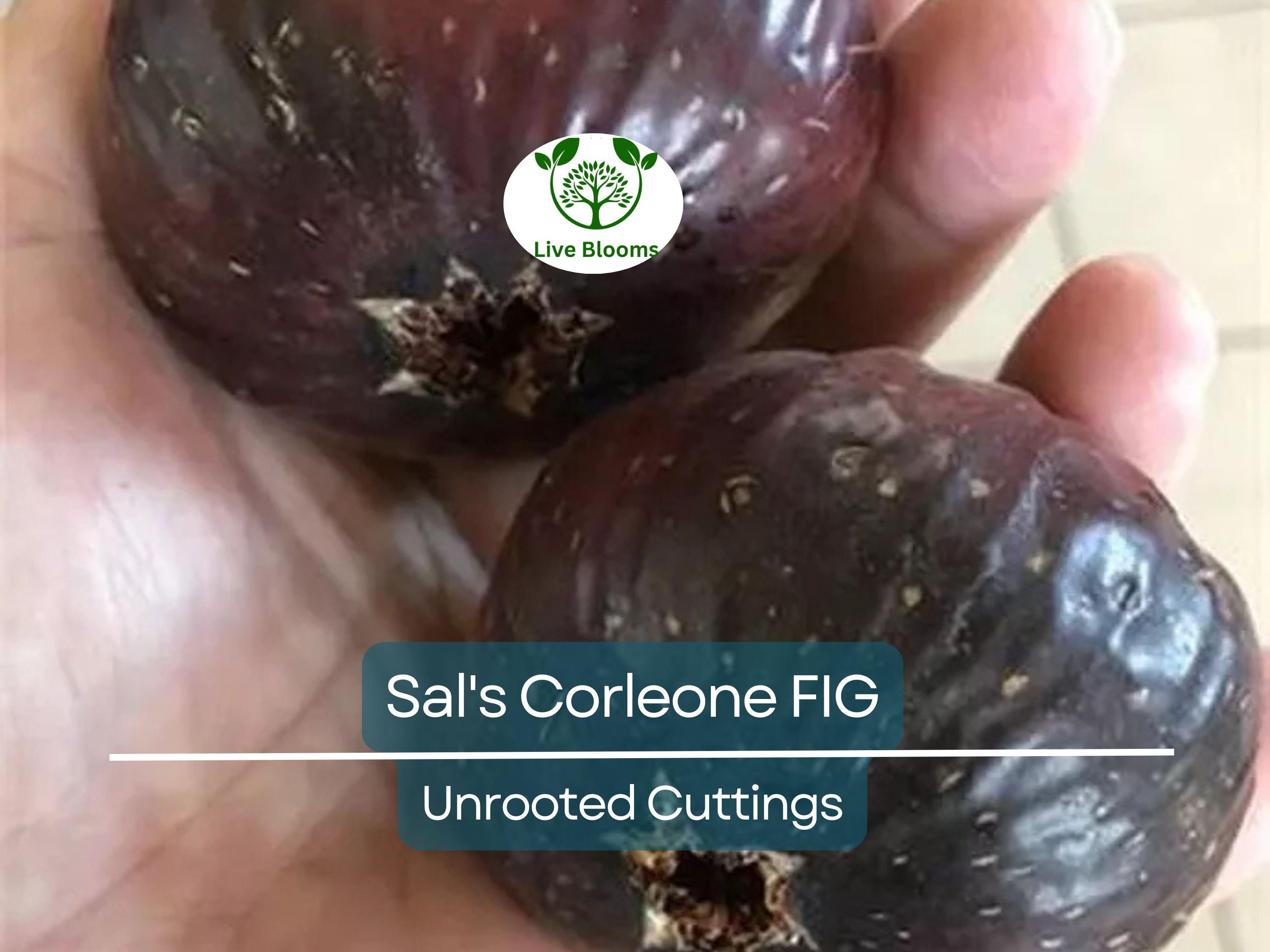1 Sal's Corleone Fig Unrooted Cutting (Ficus carica) - At Least 3 Nodes, 8 Inches Long - Premium Fig Tree Cutting for Propagation