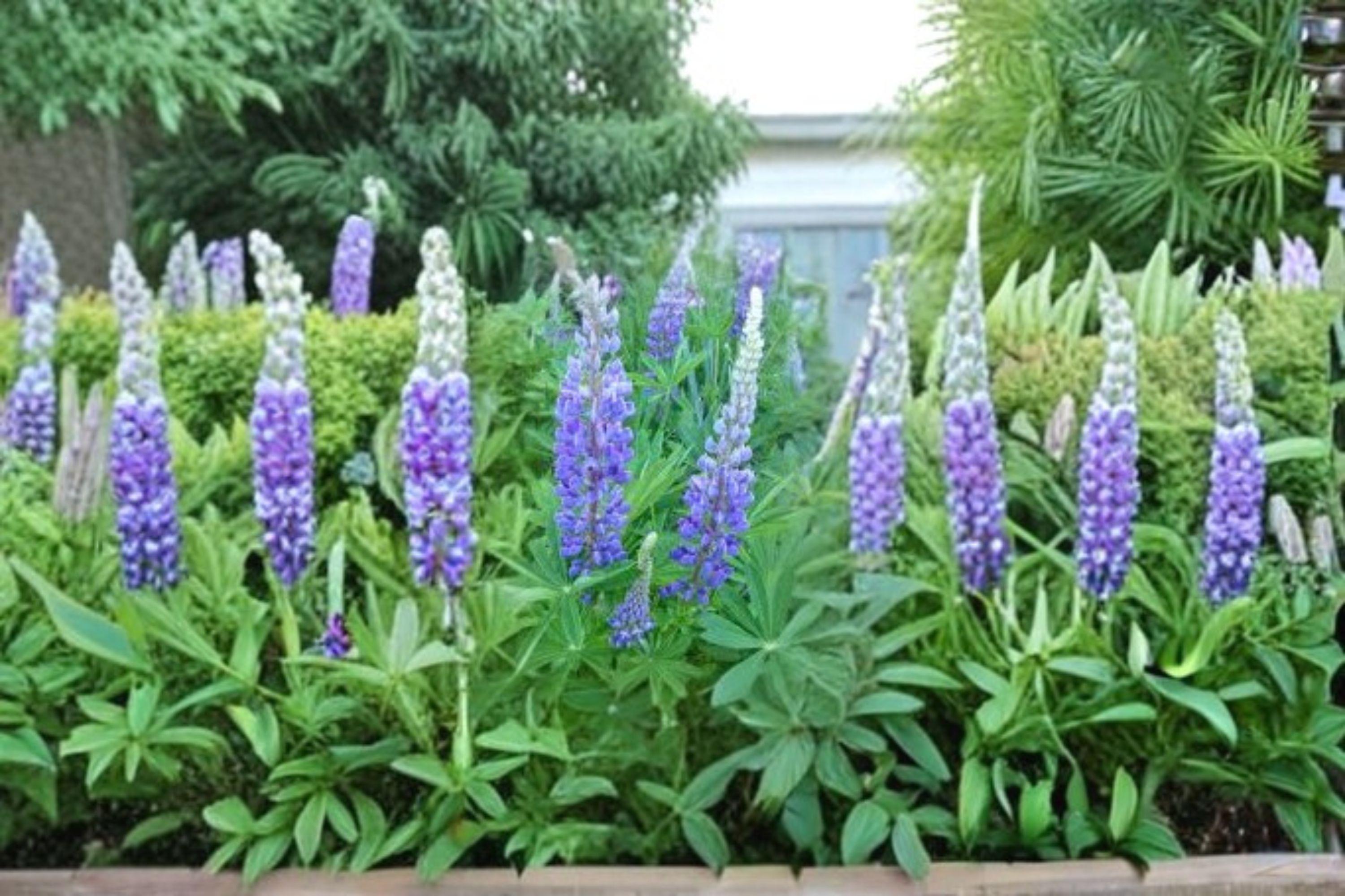 Large Leaf Lupine 20 Seeds | Showy Native Perennial | Tall Colorful Flower Spikes | Pollinator Favorite
