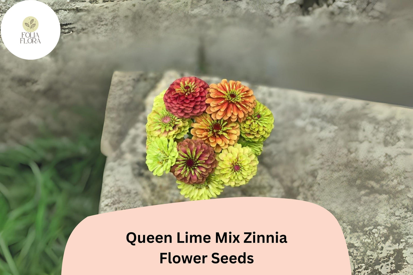100+ Queen Lime Mix Zinnia Seeds – Unique Red, Peach & Green Blooms for Garden Beds and Cut Flowers