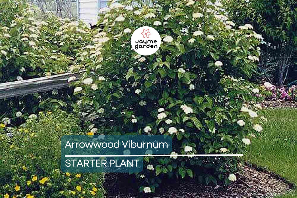 Arrowwood Viburnum Bush – Live Bare Root Plant, Viburnum Dentatum, 15’ Tall, White Flowers, Edible Fruit, Full Sun, Guaranteed Growth