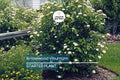 Arrowwood Viburnum Bush – Live Bare Root Plant, Viburnum Dentatum, 15’ Tall, White Flowers, Edible Fruit, Full Sun, Guaranteed Growth