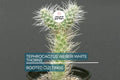 7 Tephrocactus Weberii Rooted Cuttings - White Thorns Cactus - Rare Collector’s Specimen