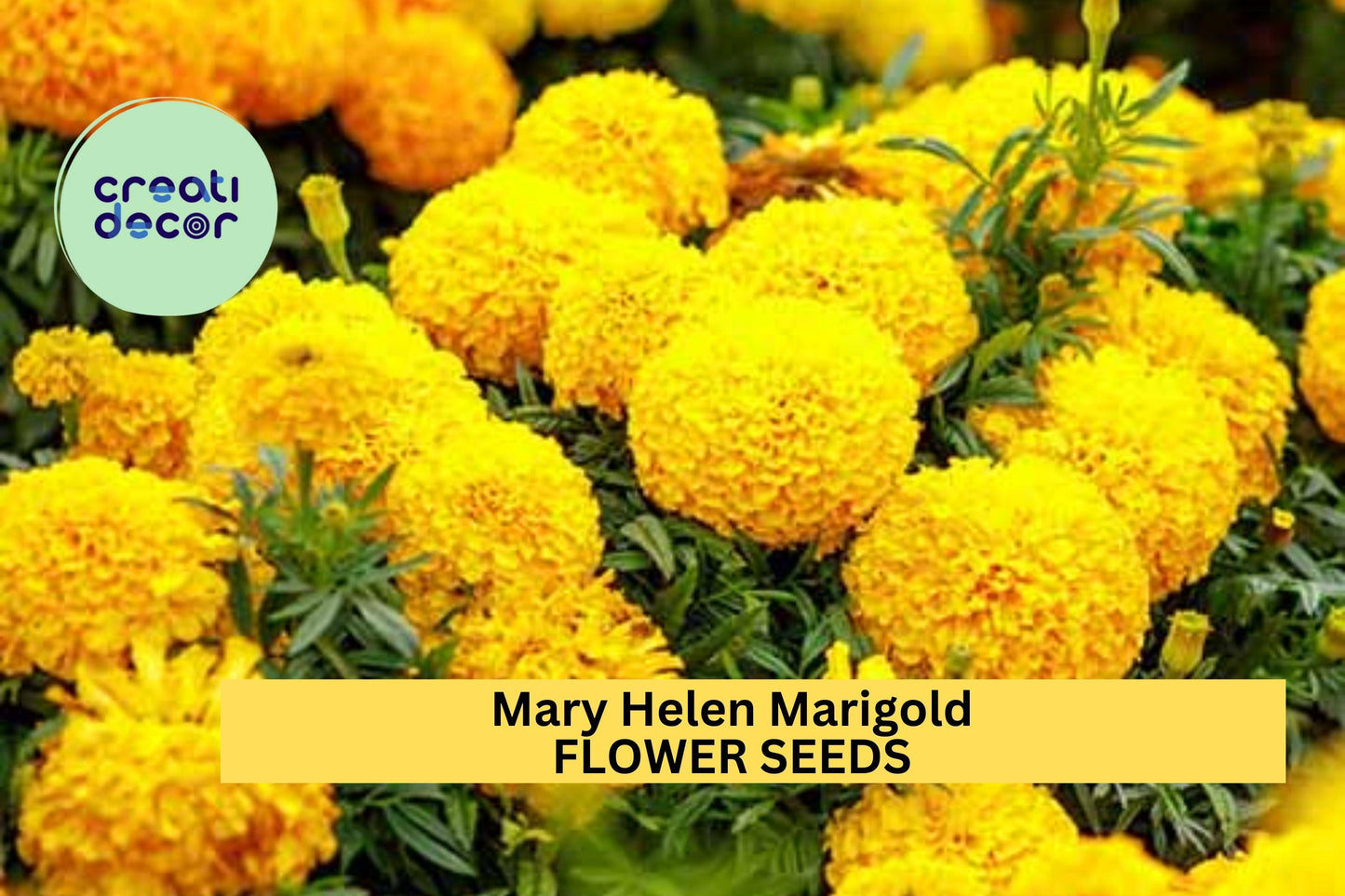 25+ Mary Helen Marigold Seeds – Golden-Yellow Double Blooms for Garden Planting, Summer Annuals for Beds, Borders & Pots – USA