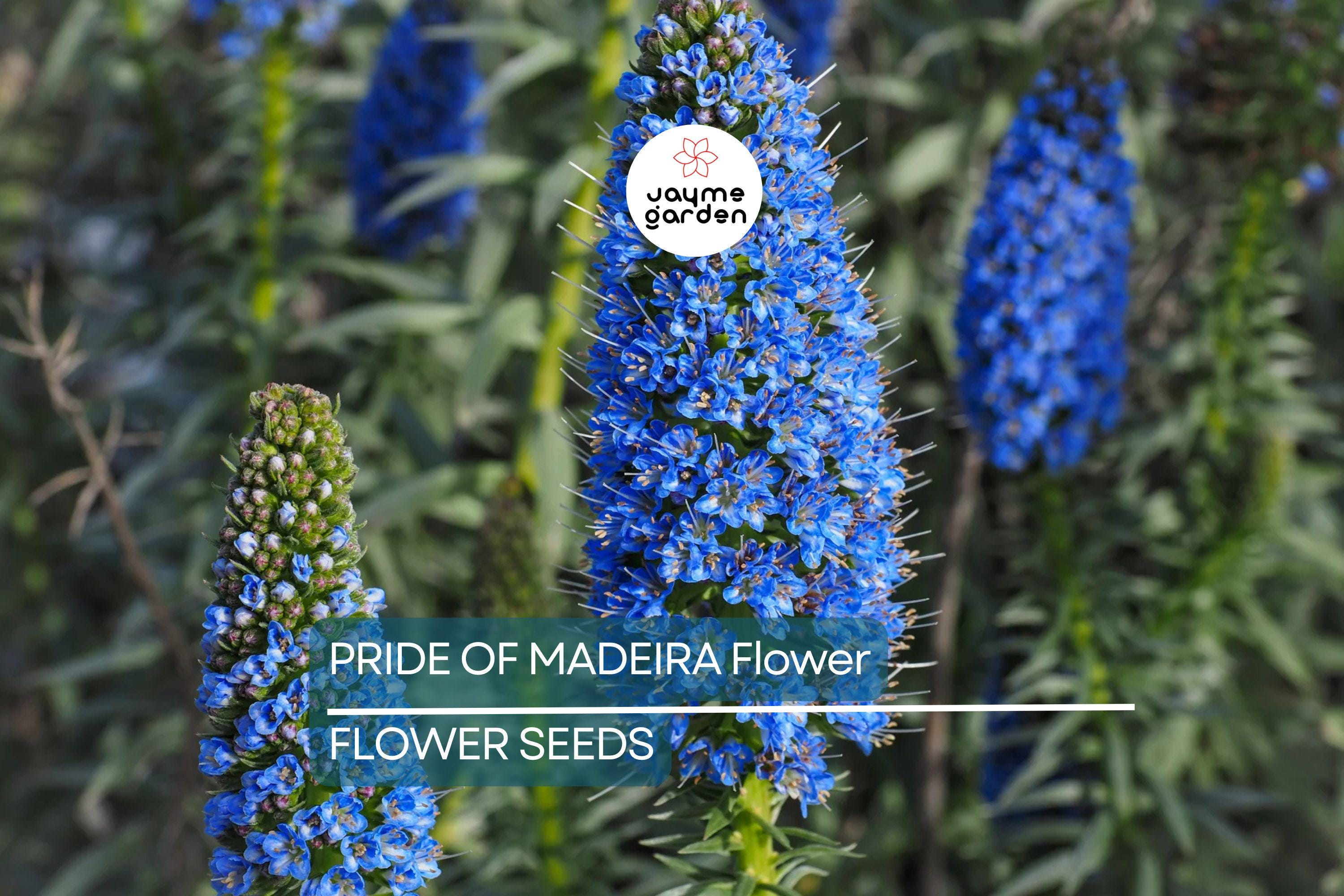 20 Pride of Madeira (Echium fastuosum) Seeds – Blue Tower of Jewels, Fast Growing, Pollinator Friendly