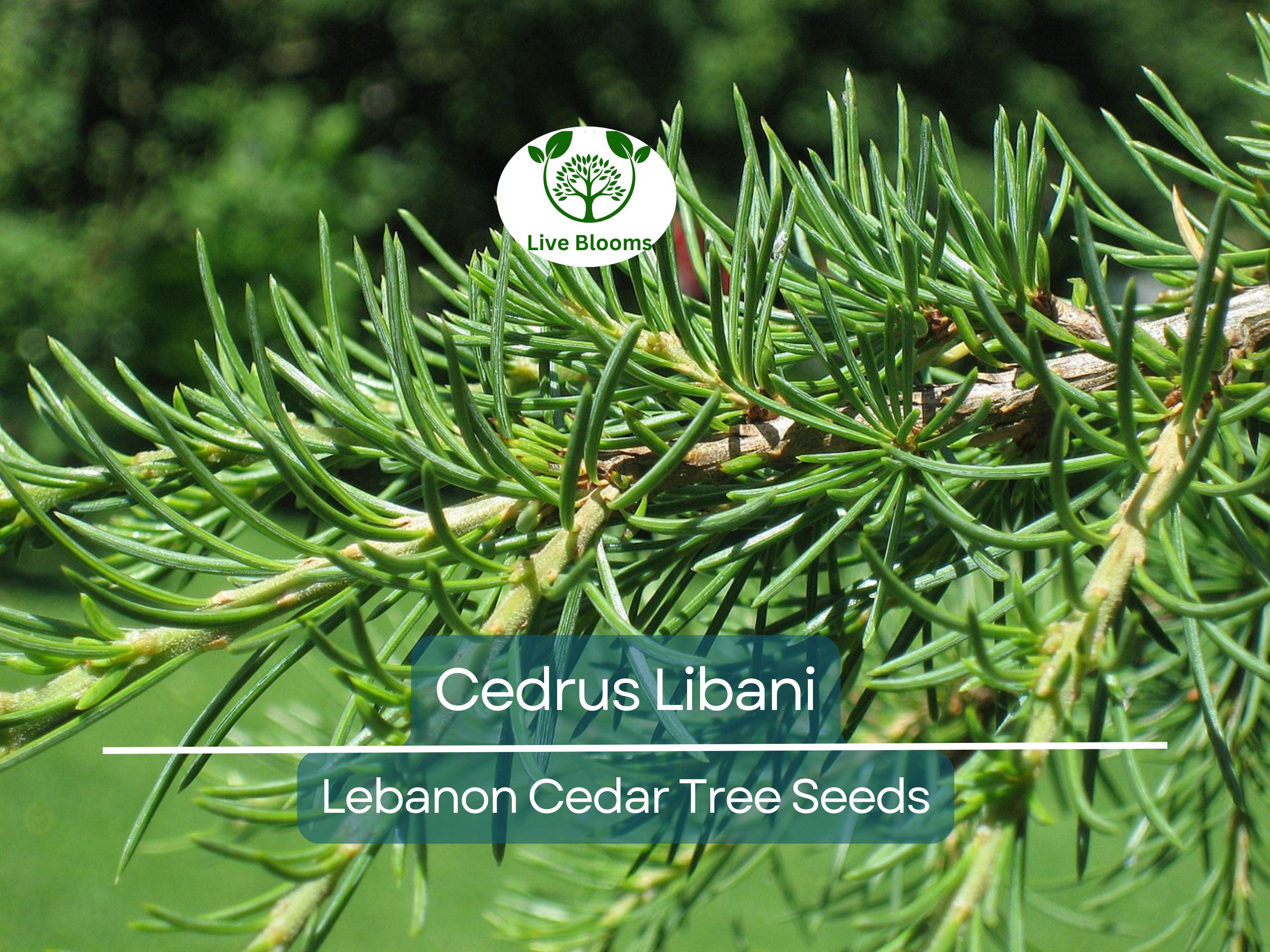 5 Seeds Cedrus Libani (Lebanon Cedar) for Planting - Evergreen Conifer Tree, Drought-Tolerant, Mediterranean Tree, Landscape & Garden Use
