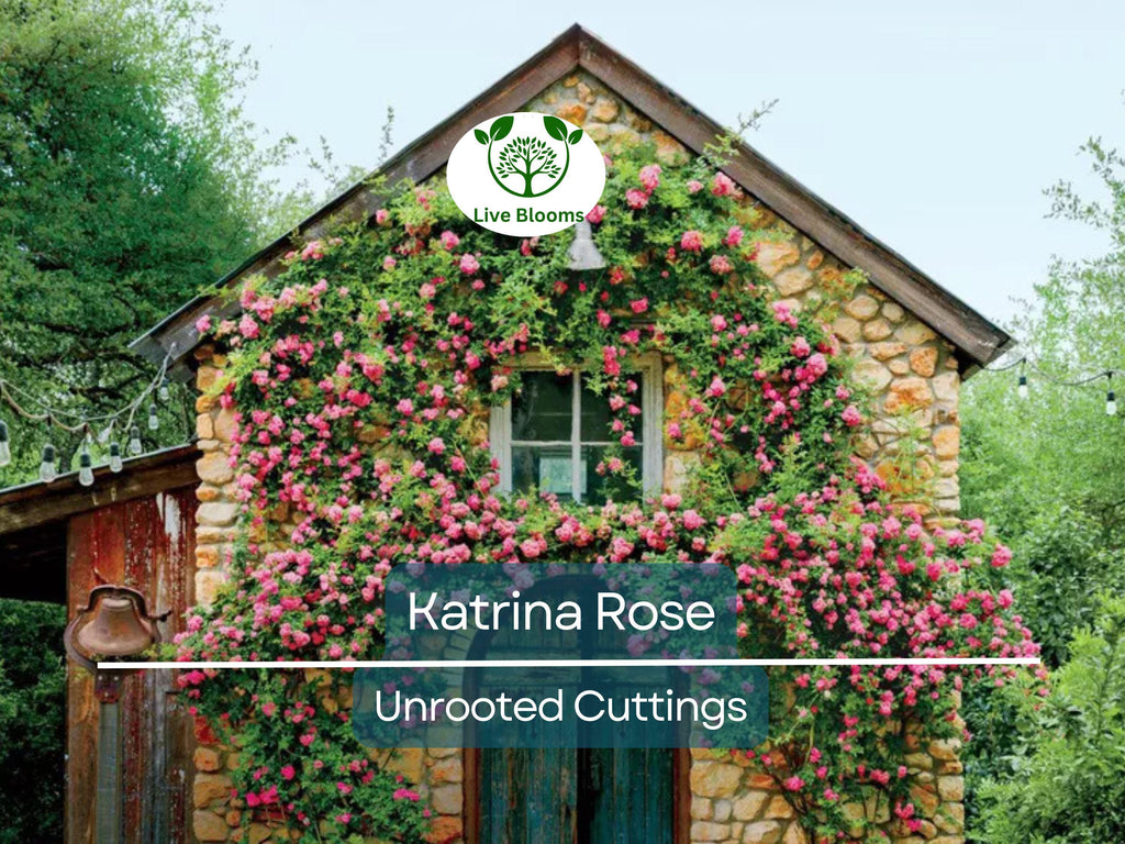 5 Peggy Martin Rose Cuttings - Katrina Rose Unrooted 7-8” | Hardy Climbing, Rose of Katrina