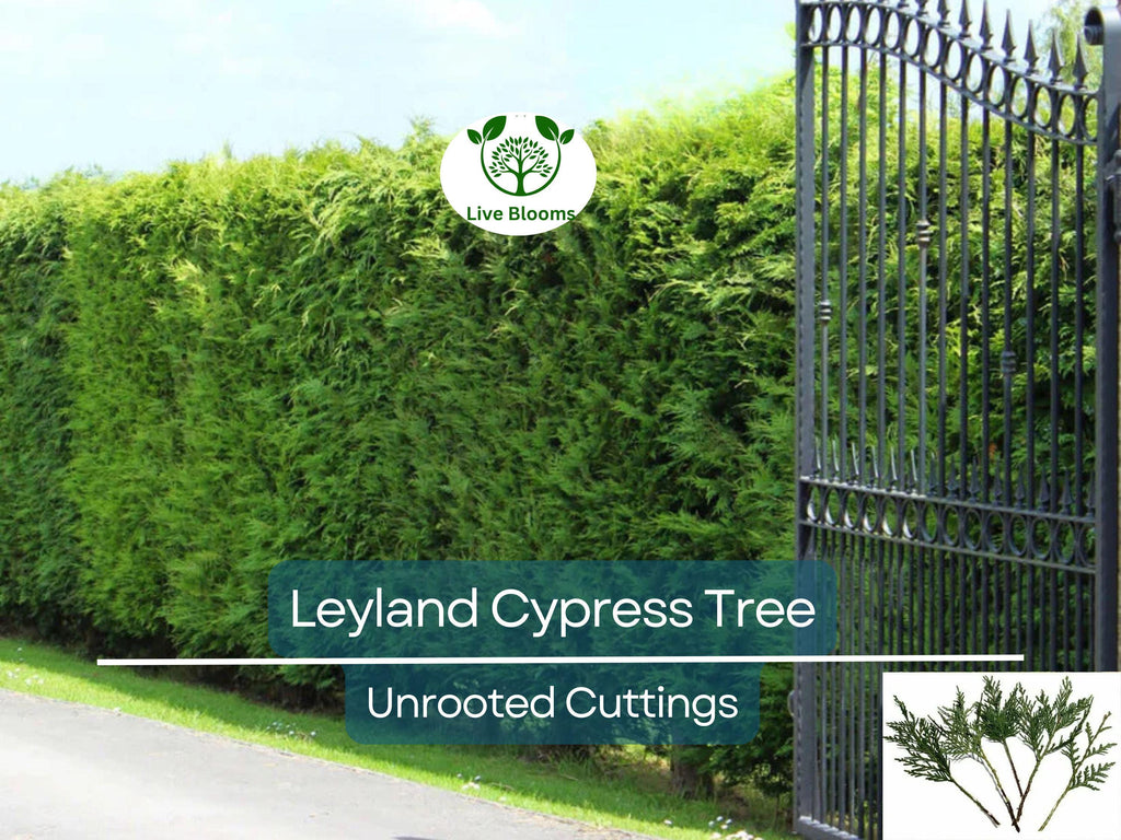 15 Leyland Cypress Tree Unrooted Cuttings 6-7" | Cupressus × leylandii, Privacy Hedge, Fast-Growing Evergreen