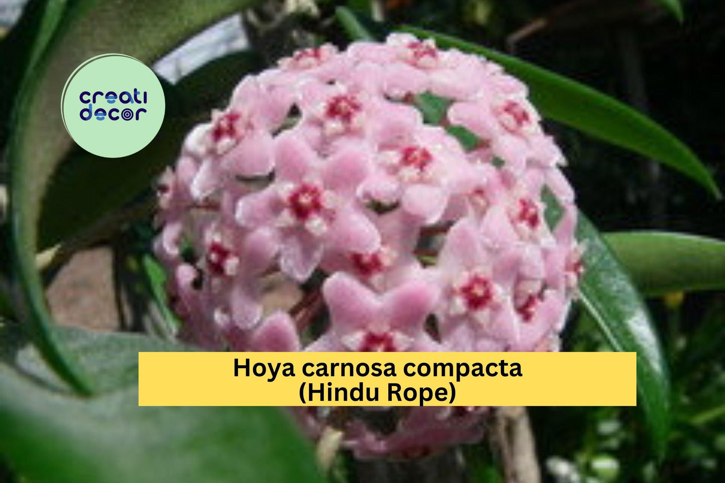 Hoya carnosa compacta Hindu Rope | Krinkle Kurl Bare Root Plant | 6+ Inch Live Indoor Vine with Curled Wax Plant Foliage