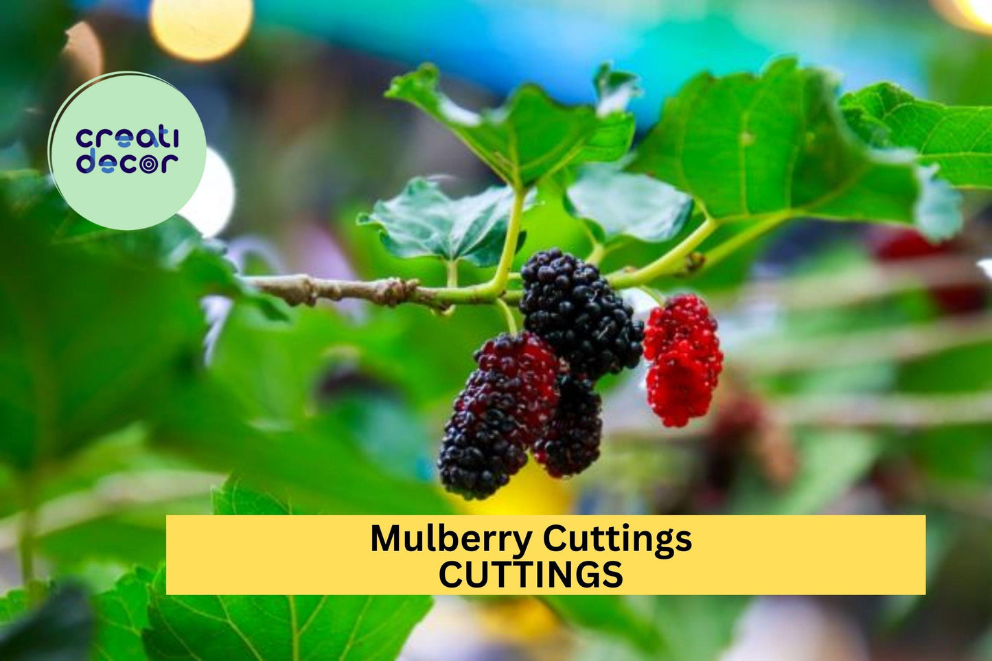 10 Organic Mulberry Cuttings – Unrooted 8"+ Hardwood Stems for Propagation, Fruit Tree Starter, Wholesale Lot – USA