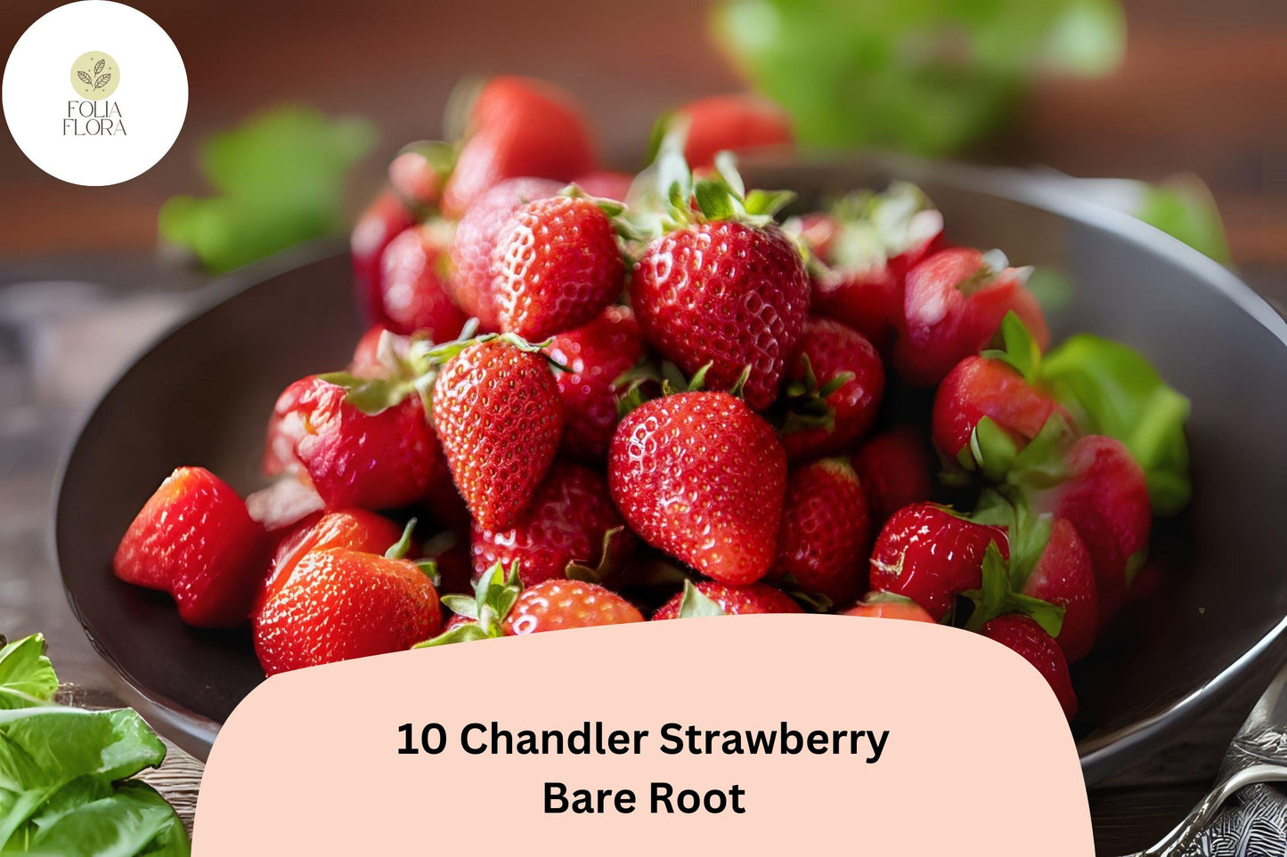 10 Chandler Strawberry Plants | Live Bare Root | June Bearing Fragaria × ananassa Fruit