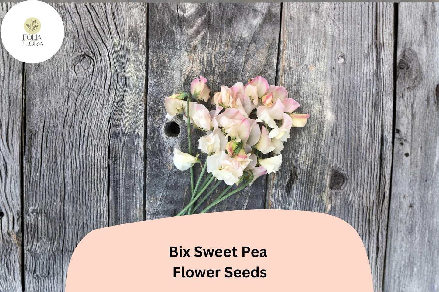 Bix Sweet Pea Seeds | Lathyrus odoratus Tall Climbing Annual Flower Vine (50+ Seeds)